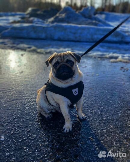 Вязка мопс мальчик