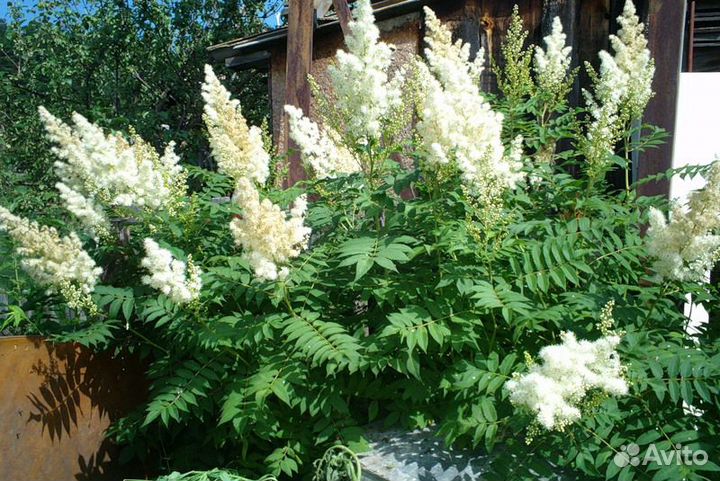 Продаю многолетние цветы и кустарники