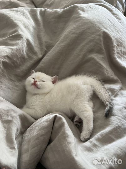 Британская серебристая шиншилла котенок