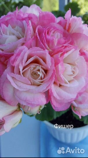 Герань пеларгония