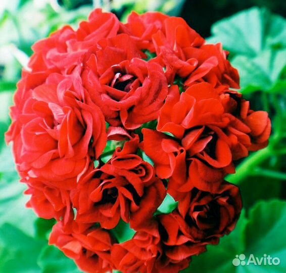 Пеларгония герань