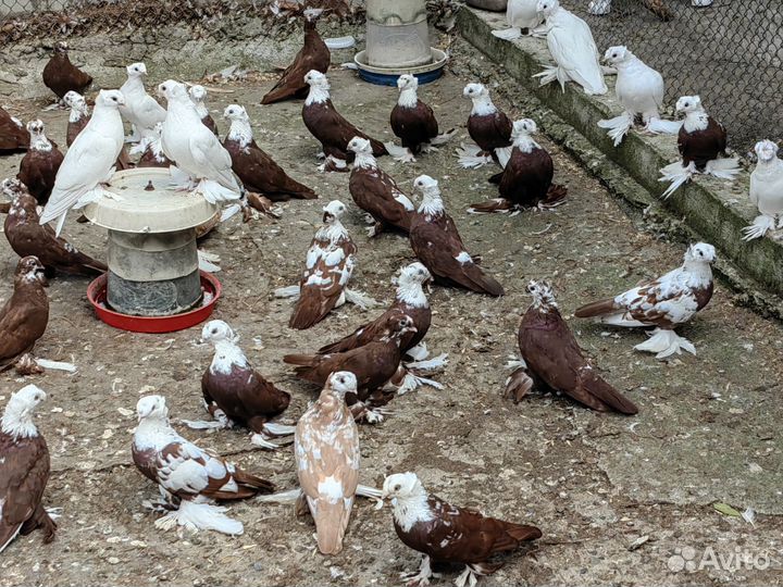 Голуби благодарненские продажа
