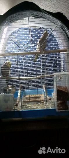 Попугай корелла с клеткой