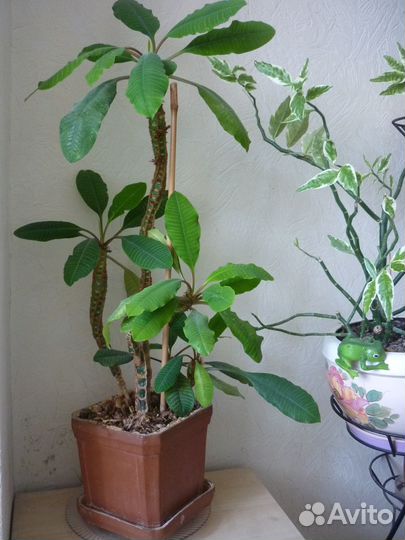 Комнатные растения