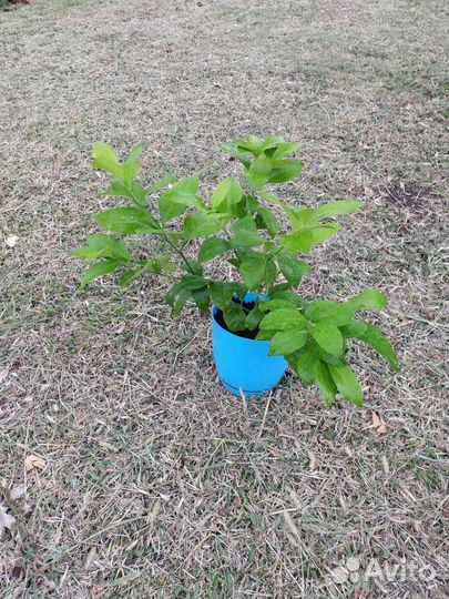 Саженцы Лимона