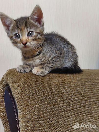 Кошка в дар бесплатно