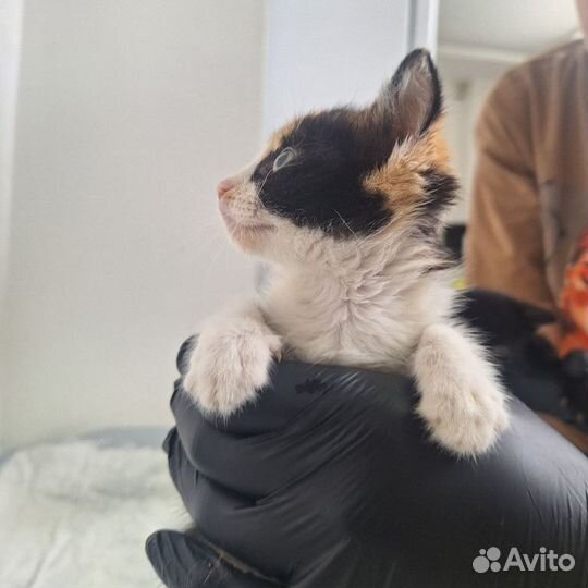 Котенок в добрые руки
