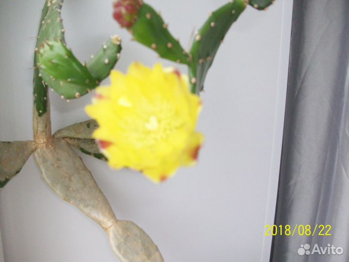 Кактус опунция