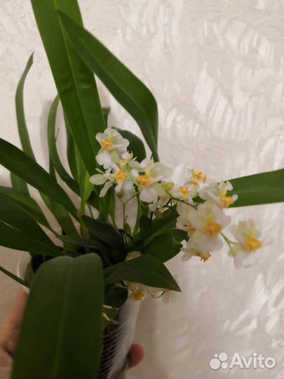 Сортовые орхидеи