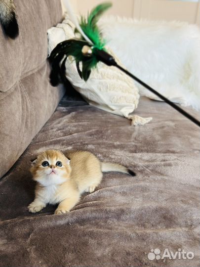 Шотландская вислоухая золотая шиншилла