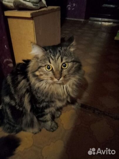 Передержка животных