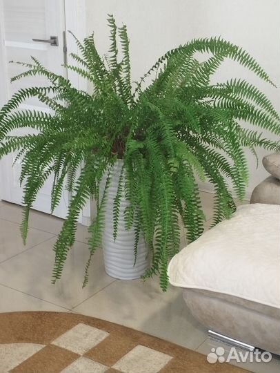 Папоротник