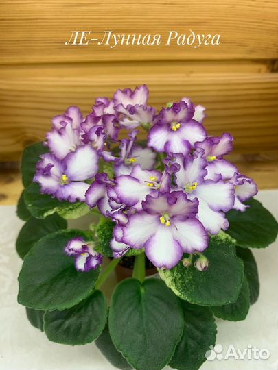 Фиалки мини