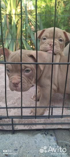 Щенки американского булли