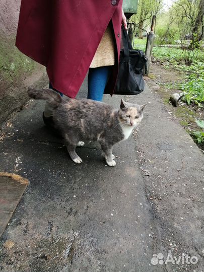 Ласковая кошечка в добрые руки