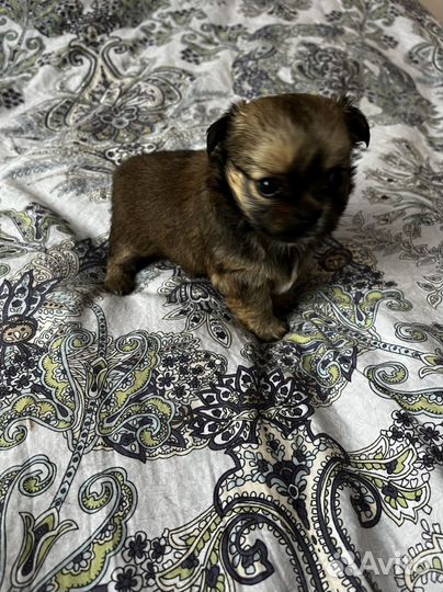 Щенки чихуахуа