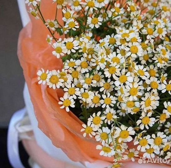 Букеты ромашек