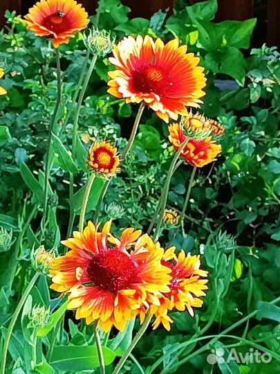 Многолетние цветы для сада2