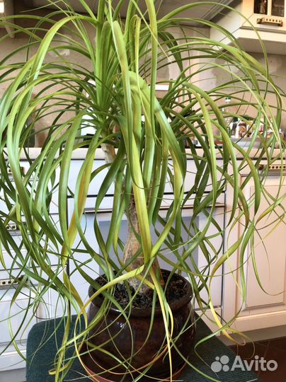 Бокарнея нолина