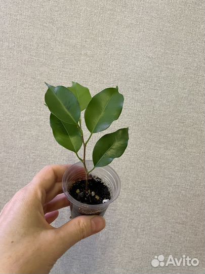 Фикус Бенджамина Реджинальд