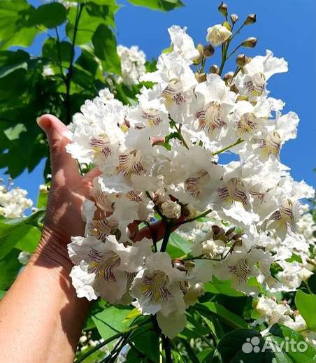 Семена катальпы прекрасной