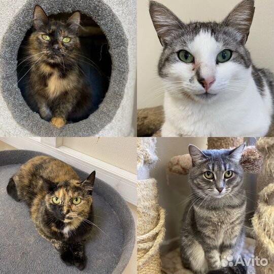 Котята и кошки в добрые руки