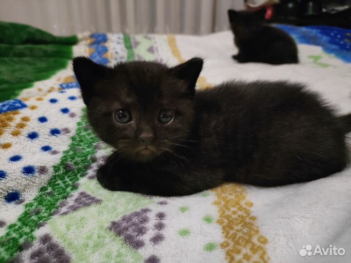 Отдам котят в добрые руки