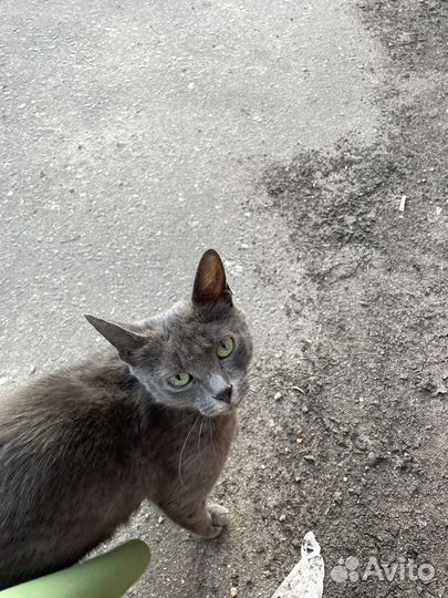 Кошка в добрые руки котенок