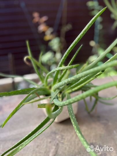 Алоэ лечебный