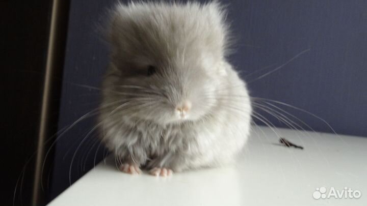 Шиншиллы Ангоры