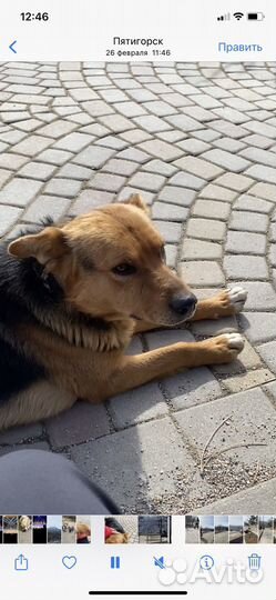 Джек ищет хозяина