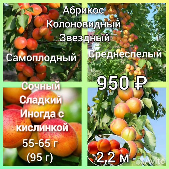 Абрикос Колоновидный зкс