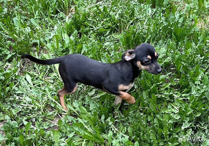 Той-терьер девочка