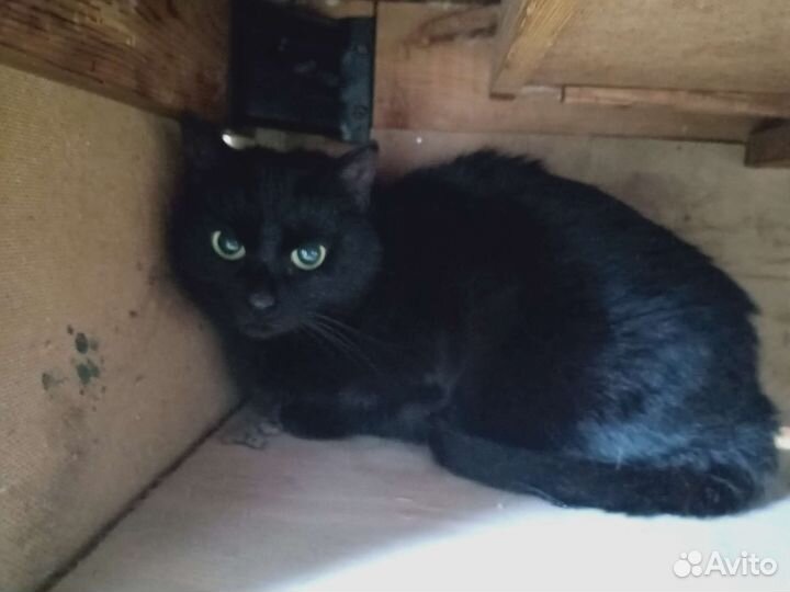 Котики в добрые руки