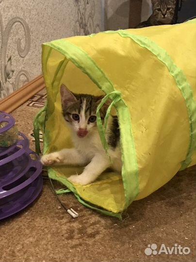 Котёнок бесплатно