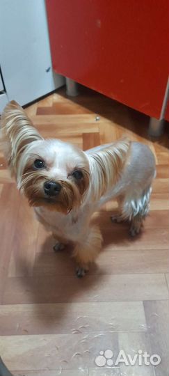 Йоркширский терьер мини вязка