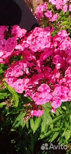 Цветы многолетние