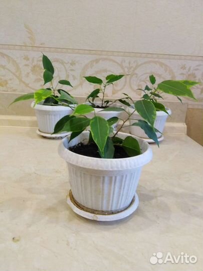 Фикус бенджамина