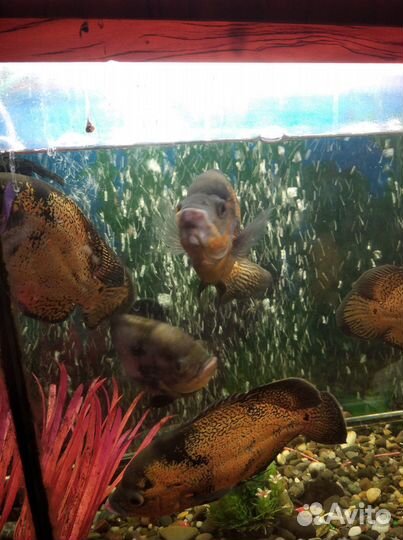 Аквариумные рыбки