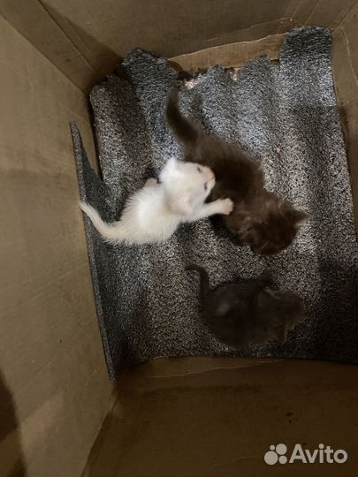 Котята в добрые руки