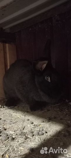 Продам кроликов