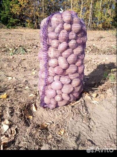 Картофель беллароза