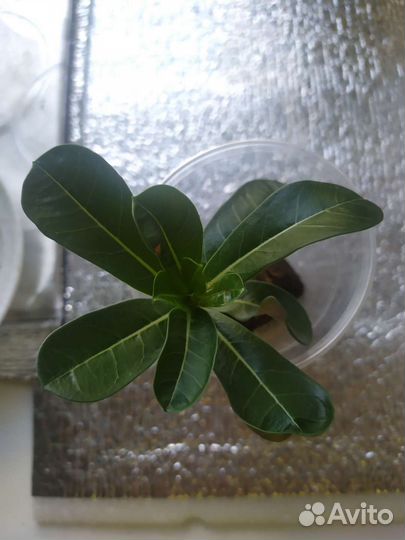 Черенок адениума