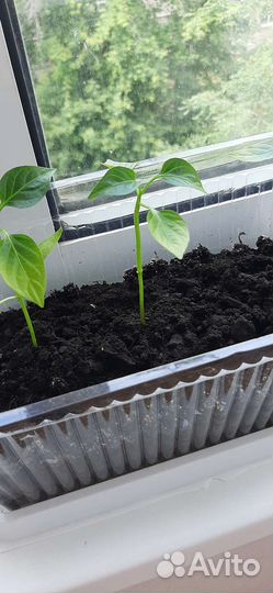 Рассада, перец