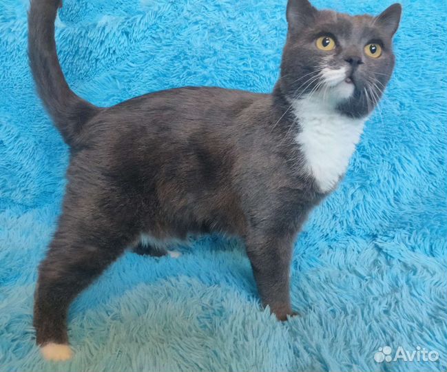 Кот Барсетка