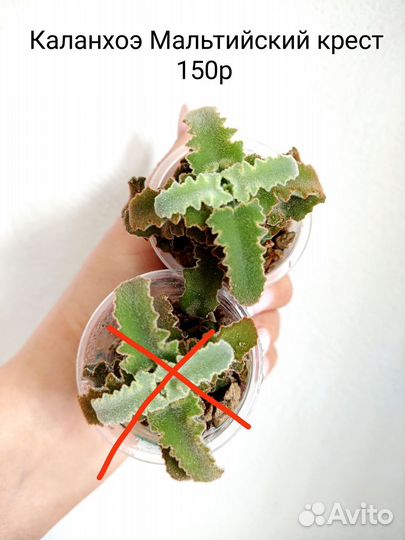 Суккуленты Кактусы