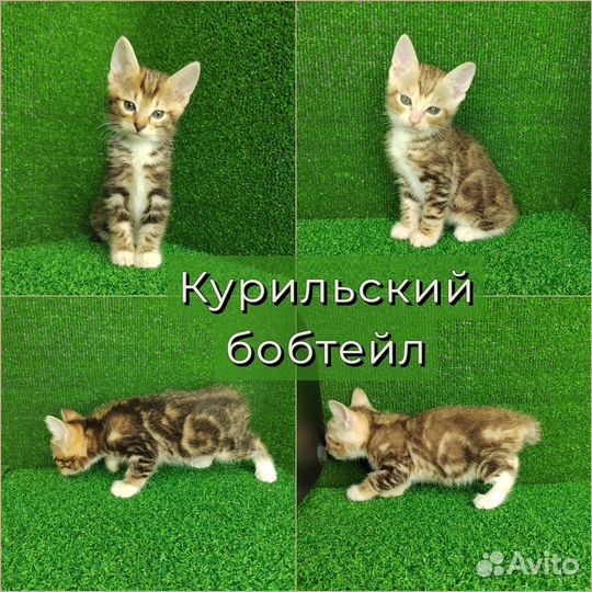 Курильский бобтейл