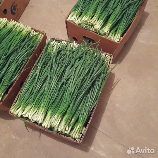 Лук фиолетовый