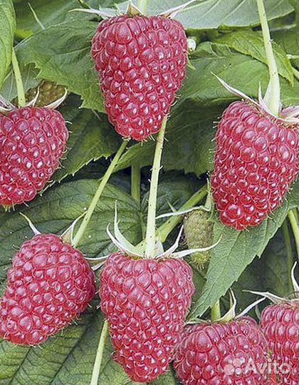 Элитный сорт, малина Таруса, зкс