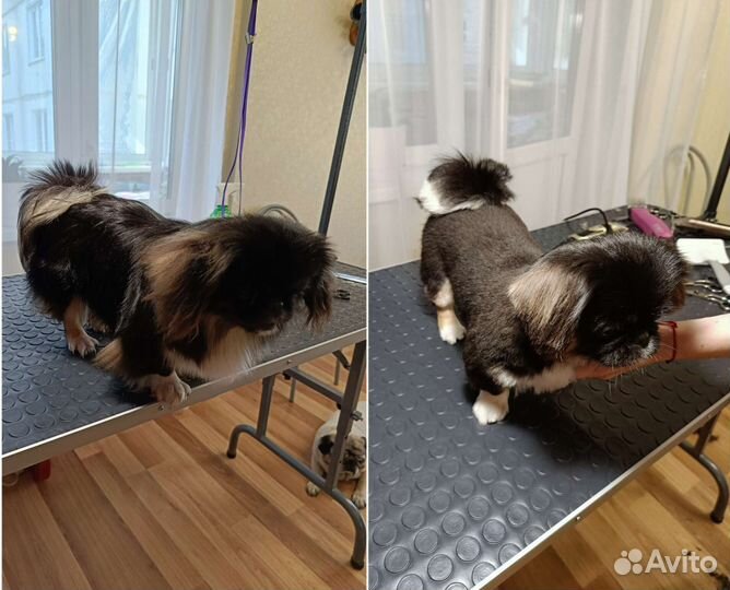 Стрижка собак